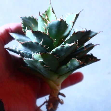 アガベ チタノタ フィリグリー Agave titanota "Filigree crested   no.20909
