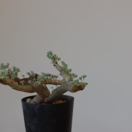 Monsonia multifida  no.921-13