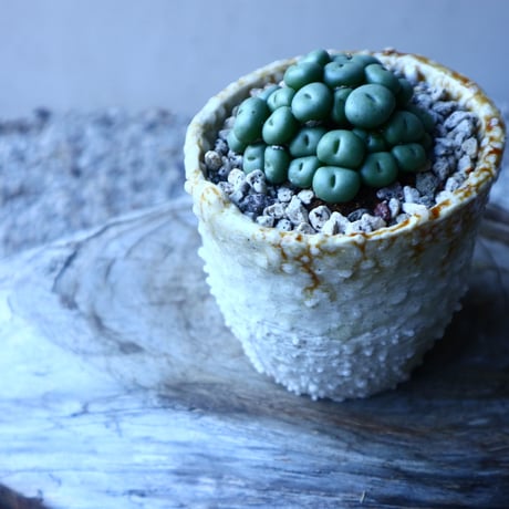 コノフィツム   ペアルソニー Conophytum pearsonii  no.20205