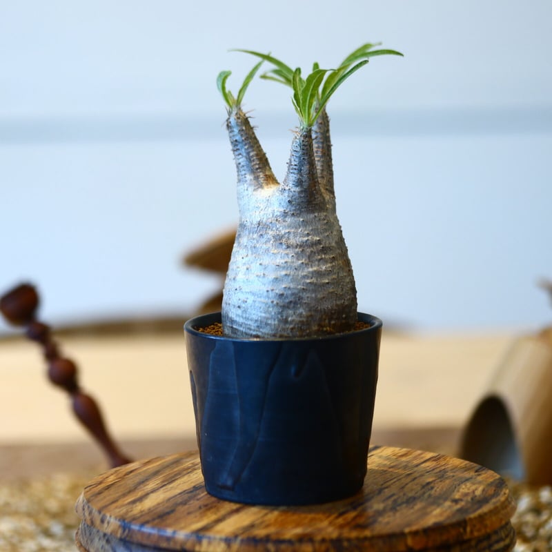 パキポディウム グラキリス / Pachypodium gracilius no.50