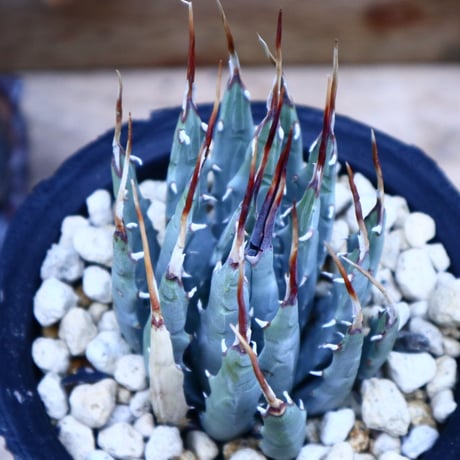 アガベ  ユタエンシス  エボリスピナ／Agave uthaensis var. eborispina     no.70409