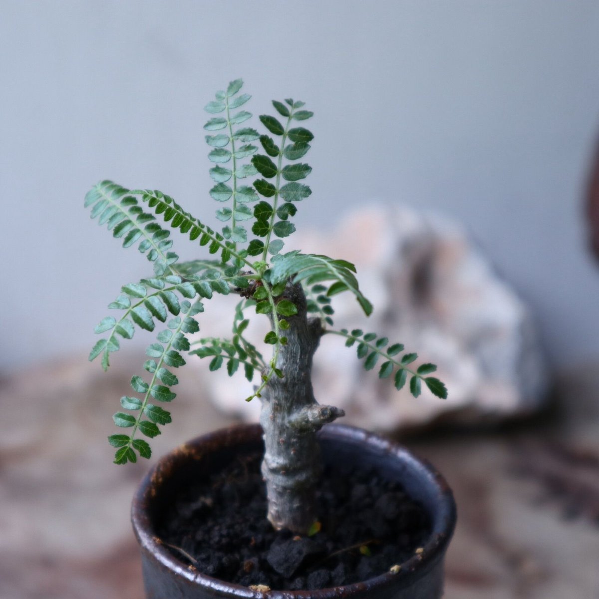 ボスウェリア ネグレクタ 実生 Boswellia neglecta no.90115