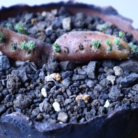 サルコカウロン  ムルチフィズム  Sarcocaulon multifidum  no.20327