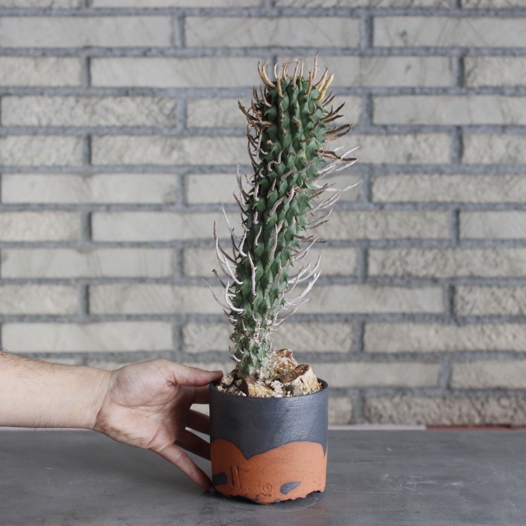 Euphorbia schoenlandii (闘牛角) × N/OH (4号) no.51