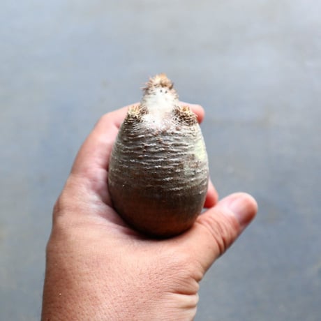 パキポディウム グラキリス 抜苗  Pachypodium rosulatum var. gracilius no.92907