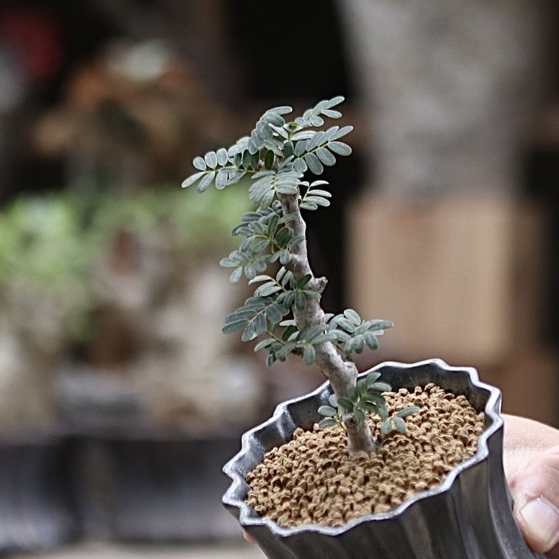 センナメリディオナリスSenna meridionalis soso 礎礎