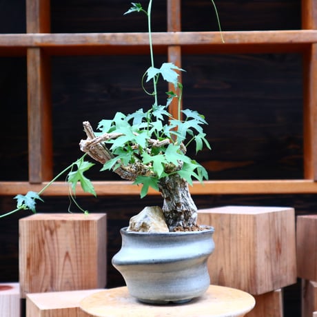 コラロカルプス    グロメルリフロルス ／ Corallocarpus glomeruliflorus    no.61931