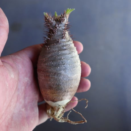 パキポディウム グラキリス 抜苗  Pachypodium rosulatum var. gracilius no.100622