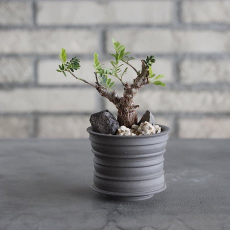 Senna meridionalis × takero pot (2.5号)  no.628/84