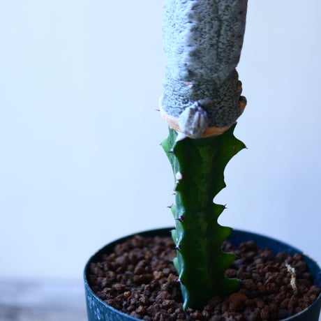 ユーフォルビア アブデルクリ 接木  Euphorbia abdelkuri   no.110817