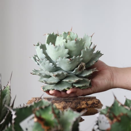 Agave Isthmensis / Style of Chika　no.42191