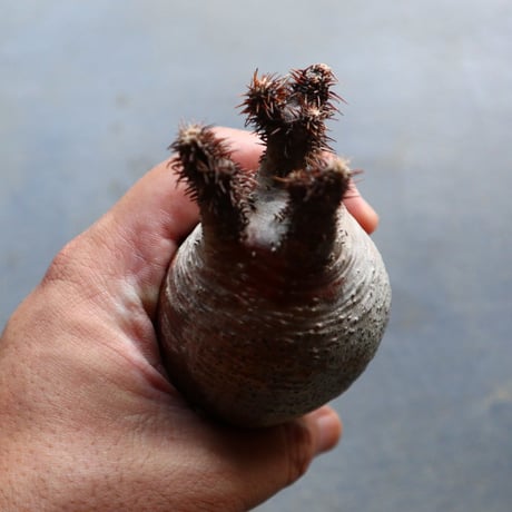 パキポディウム グラキリス 抜苗  Pachypodium rosulatum var. gracilius no.92926