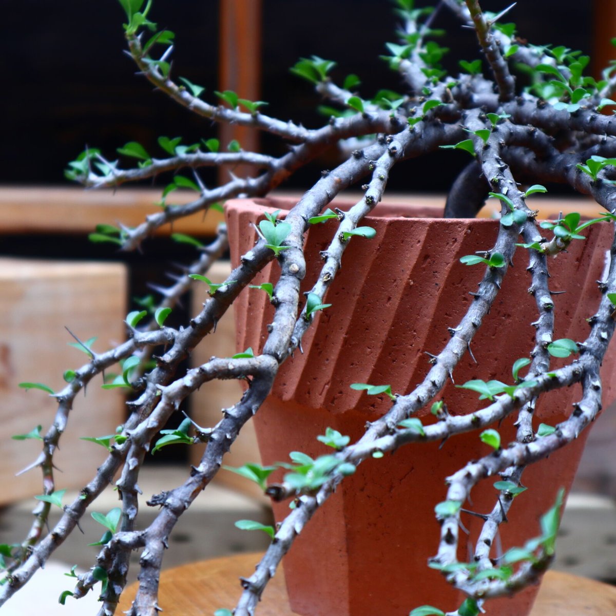 サルコカウロン バンデリエティアエ／Sarcocaulon vanderietiae