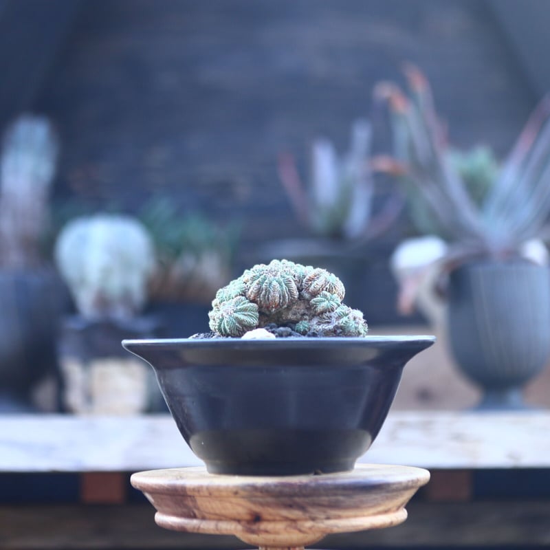アズテキウム リッテリ 花籠 自根 Aztekium ritteri no.2281 アズテキウム リッテリ 花籠 自根 Aztekium ritteri no.2281