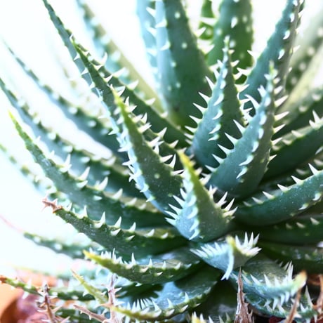 NOH × Aloe hyb. erinacea×pratensis   no.61853