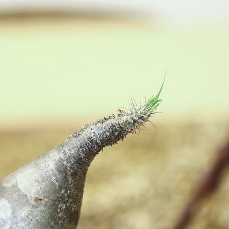 パキポディウム  グラキリス / Pachypodium  gracilius   no.52109