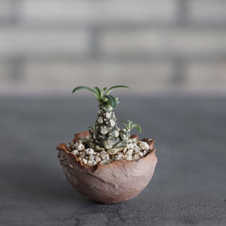 Dorstenia lavrani × takero pot (2.5号)  no.524/41