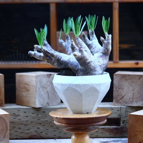 パキポディウム  イノピナツム／Pachypodium Inopinatum   no.82935