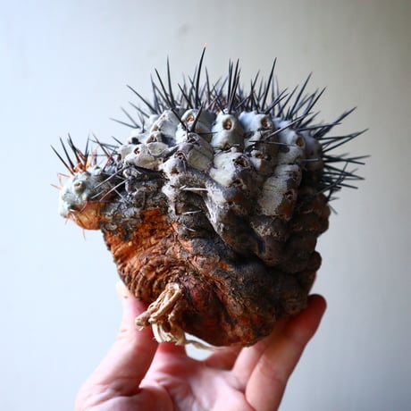 コピアポア 黒王丸     Copiapoa cinerea  no.90204