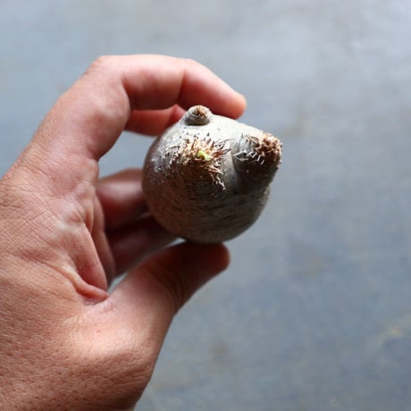 パキポディウム グラキリス 抜苗  Pachypodium rosulatum var. gracilius no.92903