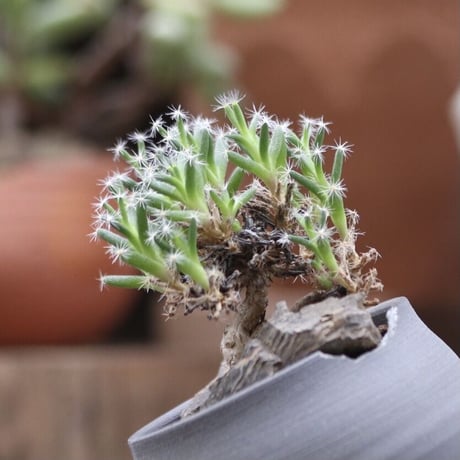 トリコディアデマ  デンスム   紫星晃／Trichodiadema densum   no.112711