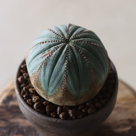Euphorbia obesa × YAMABACHI var. Atsushi Funakushi  no.905-29