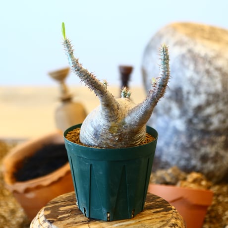 Pachypodium gracilius   no.32411