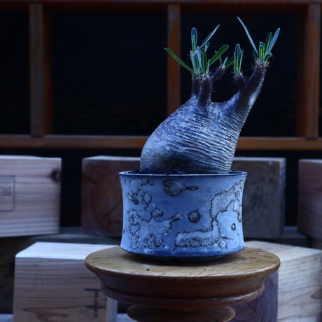 パキポディウム  グラキリス／Pachypodium  gracilius       no.62045