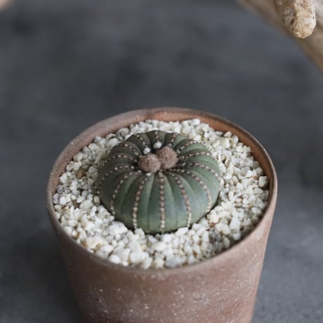 Frailea castanea × 備前鉢3号 / snp plants　 no.607-3