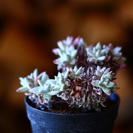 ダドレア グリーニー Dudleya greenei  no.111532③