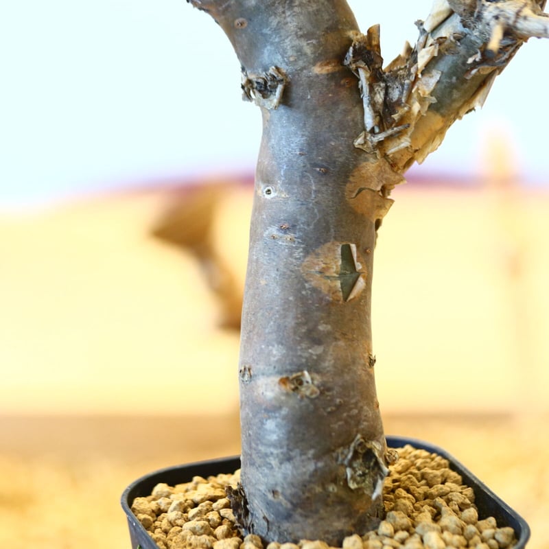 ブルセラ ファガロイデス / Bursera fagaroides no.62512 | ブルセラ ファガロイデス / Bursera fagaroides no.62512 |