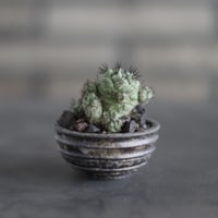 Ortegocactus macdougallii  × takero pot (2.5号)  no.907-51
