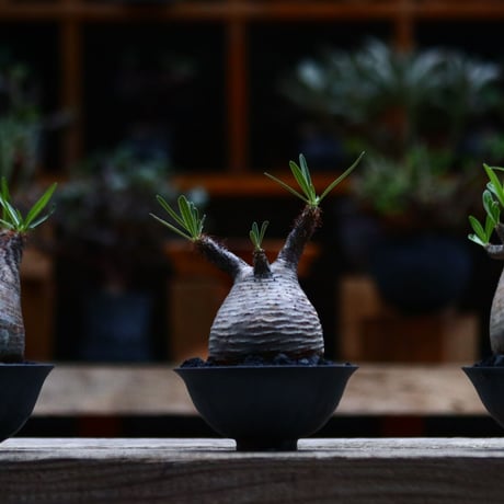 パキポディウム  グラキリス／Pachypodium  gracilius       no.91915