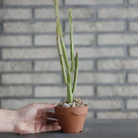 Euphorbia sipolisii (シポリシー) / T.W. × YAMABACHI (3号) no.329/39
