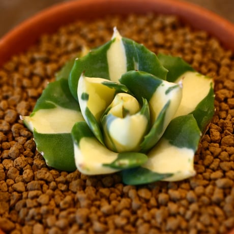 Agave potatorum × YAMABACHI    no.123160
