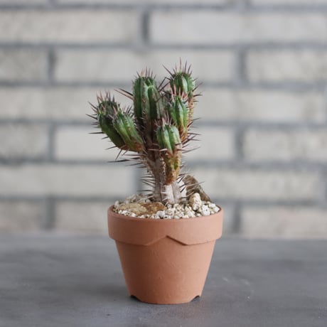 Euphorbia ferox (フェロックス) / T.W. × YAMABACHI (3号) no.329/21