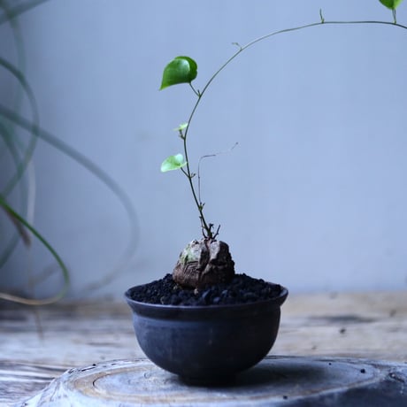 ディオスコレア   亀甲竜    Dioscorea elephantipe     no.101809