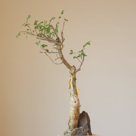Bursera fagaroides × Atsushi Funakushi (4号鉢)  no.323/14