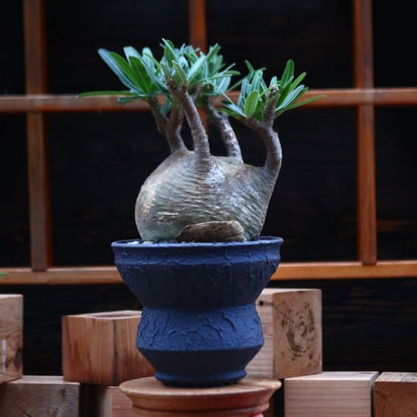 パキポディウム  グラキリス ／Pachypodium  gracilius     no.102478