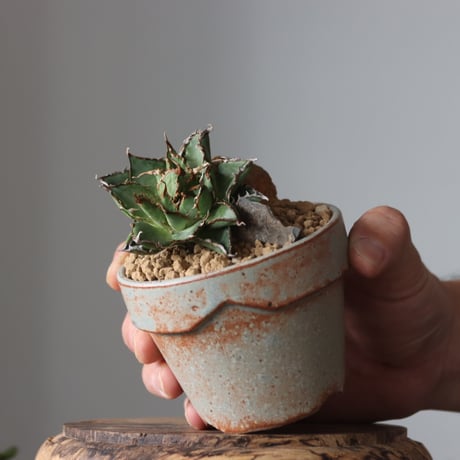 Agave titanota filigree Devil / STYLE OF CHIKA × YAMABACHI var. 中川智治 no.61622