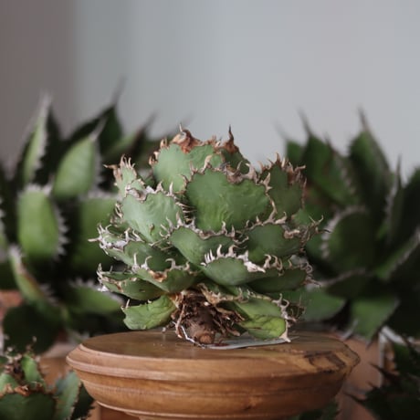 U.S. filigree (Agave titanota filigree) / Style of Chika　no.1130-4