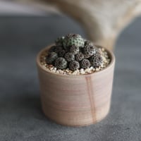 Sulcorebutia rauschii × 備前鉢3号 / BANKSIA WORKS   no.607-34