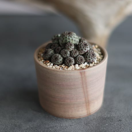 Sulcorebutia rauschii × 備前鉢3号 / BANKSIA WORKS   no.607-34