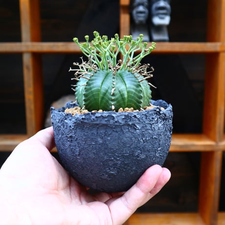 ユーフォルビア  バリダ♂／Euphorbia valida    no.60557