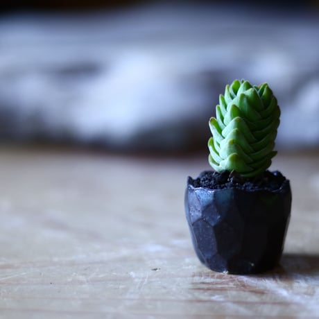 クラッスラ  キムナッチー  Crassula Kimnachii   no.70512