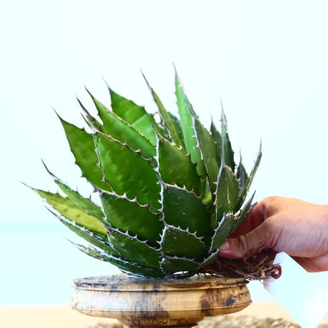 Agave horrida / Style of Chika   no.1015/4
