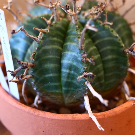 YAMABACHI × Euphorbia valida   no.102265