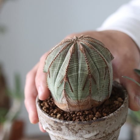 Euphorbia obesa  × YAMABACHI var. takero pot  no.51210