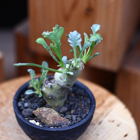 ペラルゴニム  クリンガルトテンセ／Pelargonium klinghardtense　no.11651