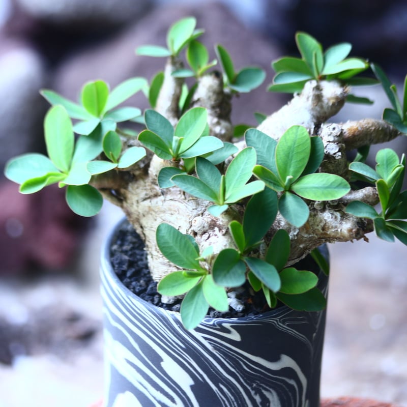 ユーフォルビア　イトレメンシス（良型.美株） 鉢付き ユーフォルビア イトレメンシス | STELLA.PLANTS